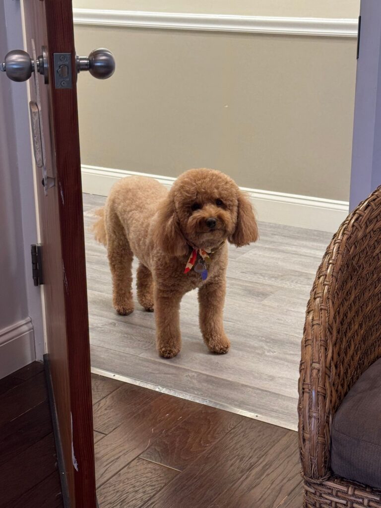 Therapy dog greeting visitors at the office door