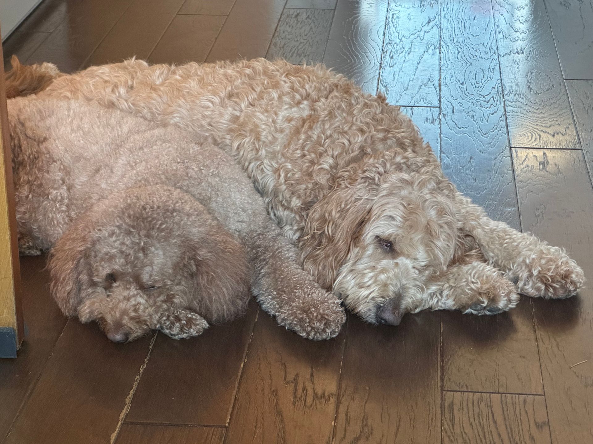 Thunder and Carson resting on the office floor