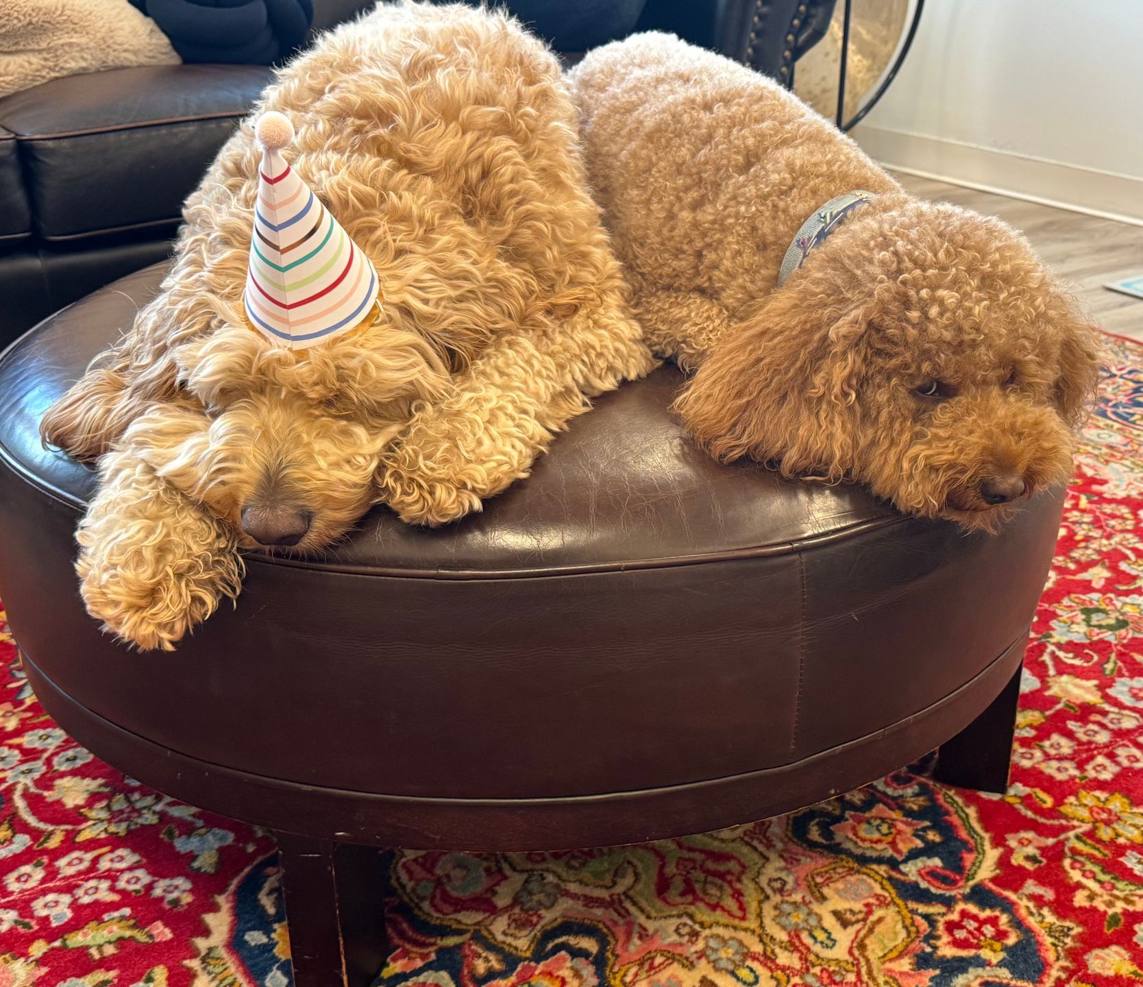 Thunder and Carson, ATC therapy dogs, resting together on an ottoman